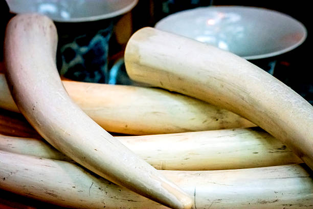 Tusks of Ivory carved of Mamouth